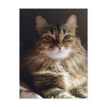 Majesteit en mooie kat