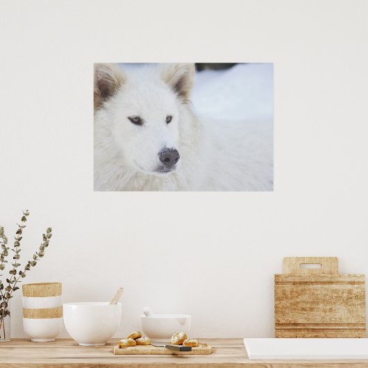 Majesteit Poster (Keuken)