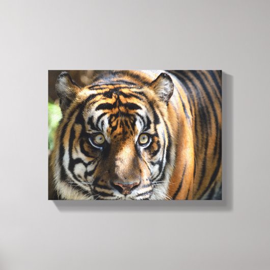 majesteit tijgergezicht canvas afdruk (Voorkant)