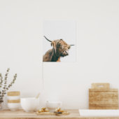 Majesteits hoogland koe poster (Keuken)