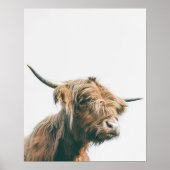 Majesteits hoogland koe poster (Voorkant)