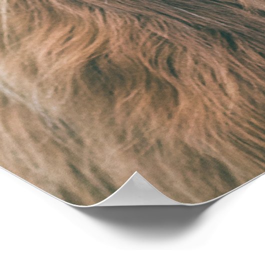 Majesteits hoogland koe poster (Hoek)