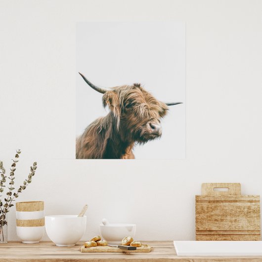 Majesteits hoogland koe poster (Keuken)