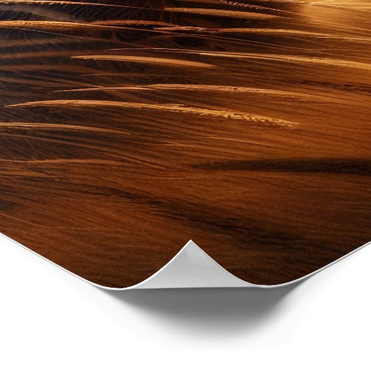 Majestic Aardvark in zonovergoten veld Poster (Hoek)