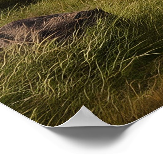 Majestic Aardvark Roaming groen landschap Poster (Hoek)