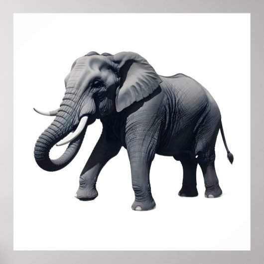 Majestic African Elephant Walking with Large Tusks Poster (Voorkant)