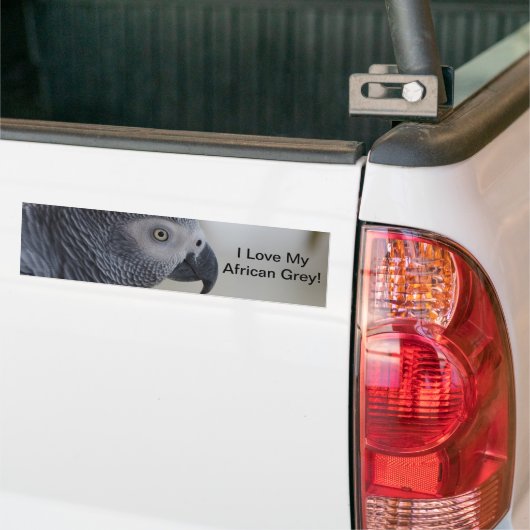 Majestic African Gray Parrot Bumpersticker (Op Truck)