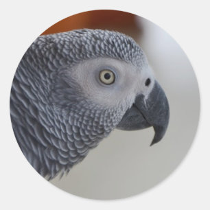 Majestic African Gray Parrot Ronde Sticker