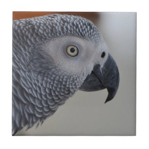 Majestic African Gray Parrot Tegeltje