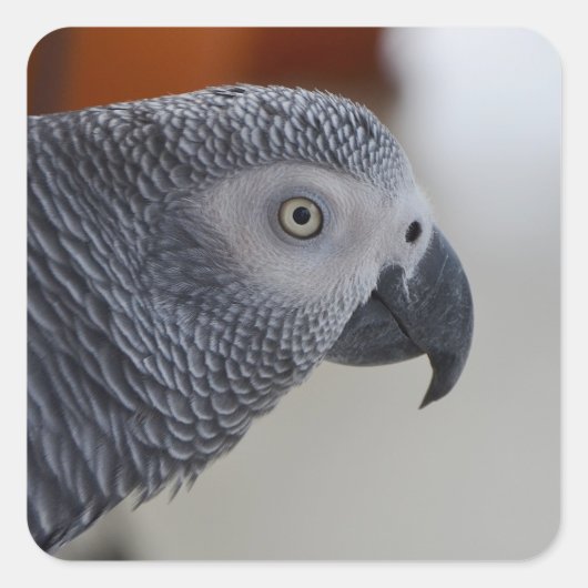 Majestic African Gray Parrot Vierkante Sticker (Voorkant)