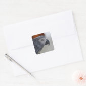 Majestic African Gray Parrot Vierkante Sticker (Envelop)