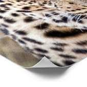 Majestic African Leopard Poster of Print (Hoek)