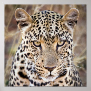 Majestic African Leopard Poster of Print