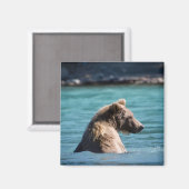 Majestic Alaskan Brown Bear Magneet (Voorkant / Achterkant)