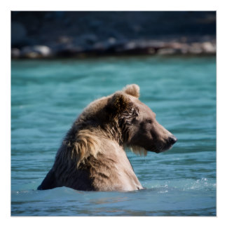 Majestic Alaskan Brown Bear Perfect Poster