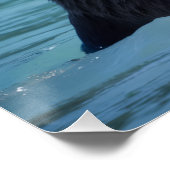 Majestic Alaskan Brown Bear Perfect Poster (Hoek)