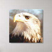 Majestic Amerikaanse kale adelaar close-up Canvas Afdruk (Voorkant)