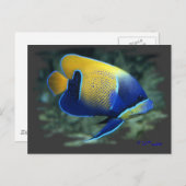 Majestic Angel Fish Briefkaart (Voorkant / Achterkant)