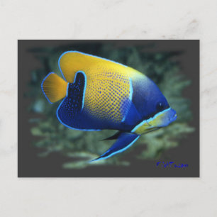 Majestic Angel Fish Briefkaart
