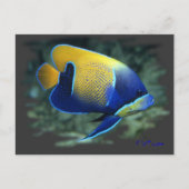 Majestic Angel Fish Briefkaart (Voorkant)
