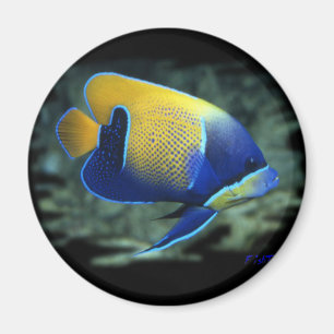 Majestic Angel Fish Magneet