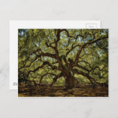Majestic Angel Oak Briefkaart (Voorkant / Achterkant)