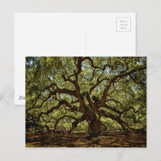 Majestic Angel Oak Briefkaart (Voorkant / Achterkant)
