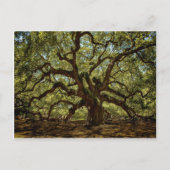 Majestic Angel Oak Briefkaart (Voorkant)