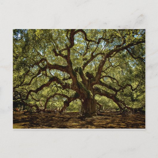 Majestic Angel Oak Briefkaart (Voorkant)