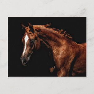 Majestic Arabisch Briefkaart