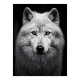 Majestic Arctic Wolf Portrait in High Contrast Bla Perfect Poster