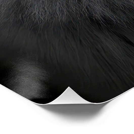 Majestic Arctic Wolf Portrait in High Contrast Bla Perfect Poster (Hoek)