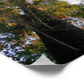 Majestic Ash Tree Sunlit Fotografie Poster (Hoek)