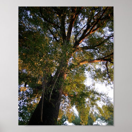 Majestic Ash Tree Sunlit Fotografie Poster (Voorkant)