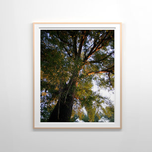 Majestic Ash Tree Sunlit Fotografie Poster