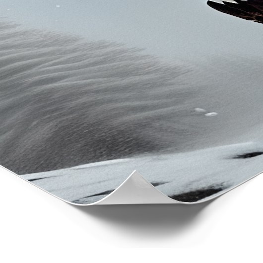 Majestic Bald Eagle Art Poster (Hoek)