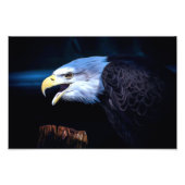 Majestic Bald Eagle Foto Afdruk (Voorkant)