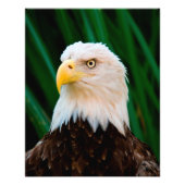 Majestic Bald Eagle Foto Afdruk (Voorkant)
