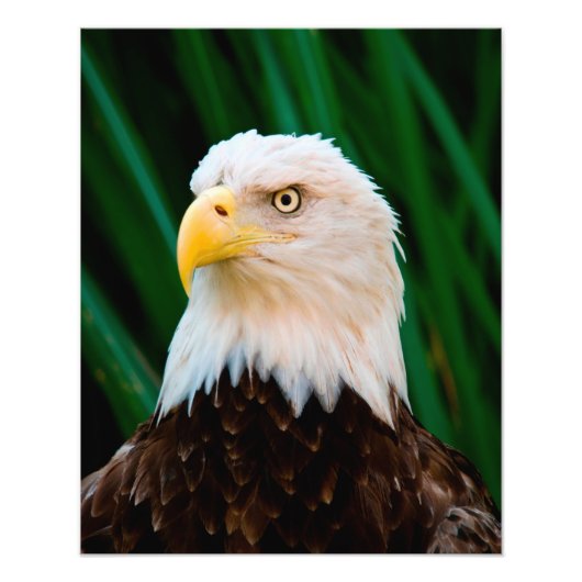 Majestic Bald Eagle Foto Afdruk (Voorkant)