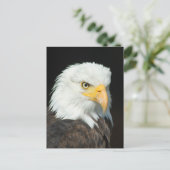 Majestic Bald Eagle Portret Briefkaart (Staand voorkant)