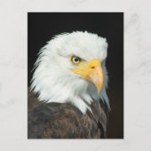 Majestic Bald Eagle Portret Briefkaart (Voorkant)