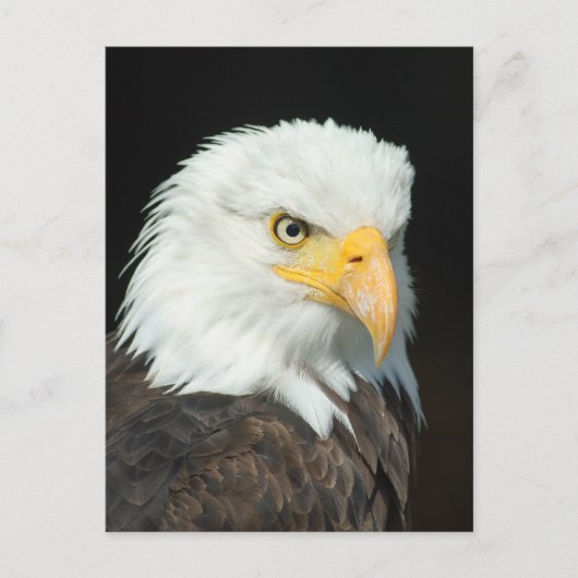 Majestic Bald Eagle Portret Briefkaart (Voorkant)
