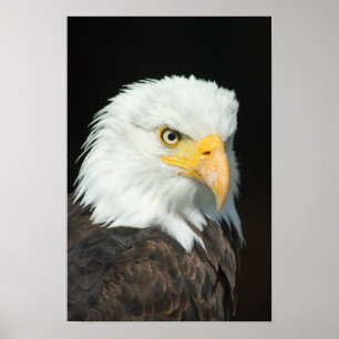 Majestic Bald Eagle Portret Poster