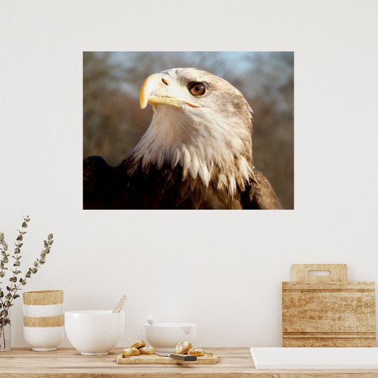 Majestic Bald Eagle Poster (Keuken)