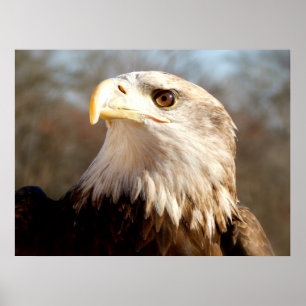 Majestic Bald Eagle Poster