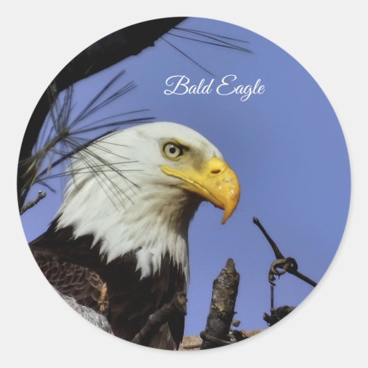 Majestic Bald Eagle Ronde Sticker (Voorkant)