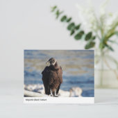 Majestic Black Vulture Briefkaart (Staand voorkant)