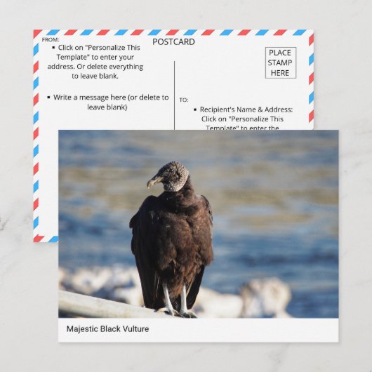 Majestic Black Vulture Briefkaart (Voorkant / Achterkant)