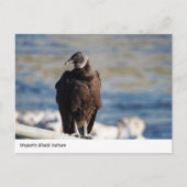Majestic Black Vulture Briefkaart (Voorkant)
