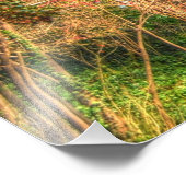 Majestic Black Walnut Tree Foto Afdruk (Hoek)